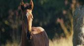 War Horse