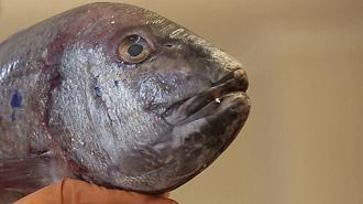 7 kiloluk dev balıkla sokak sokak koşturdu!