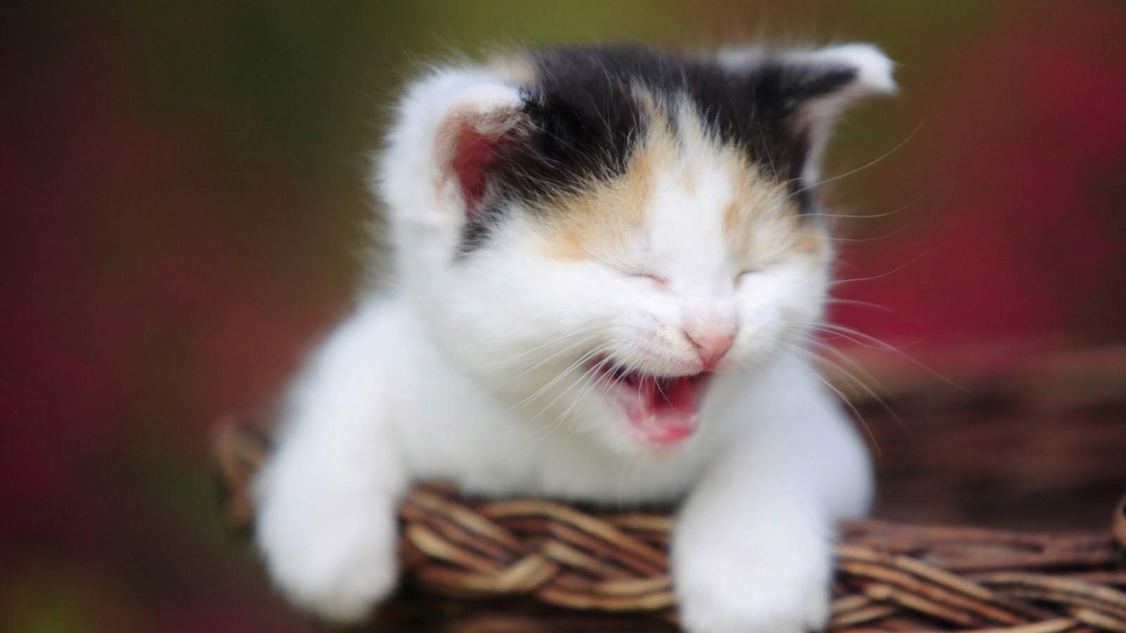 Komik kedi videoları neden bu kadar çok izleniyor?