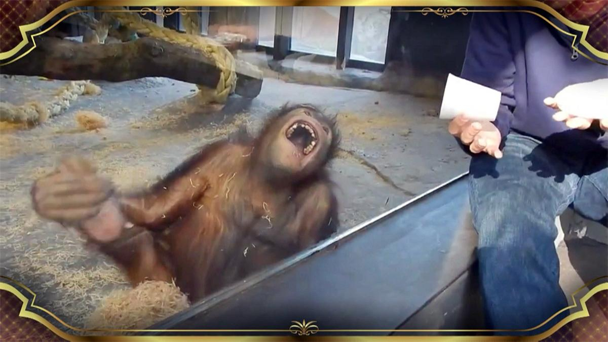 2015'in en komik, en garip videoları!