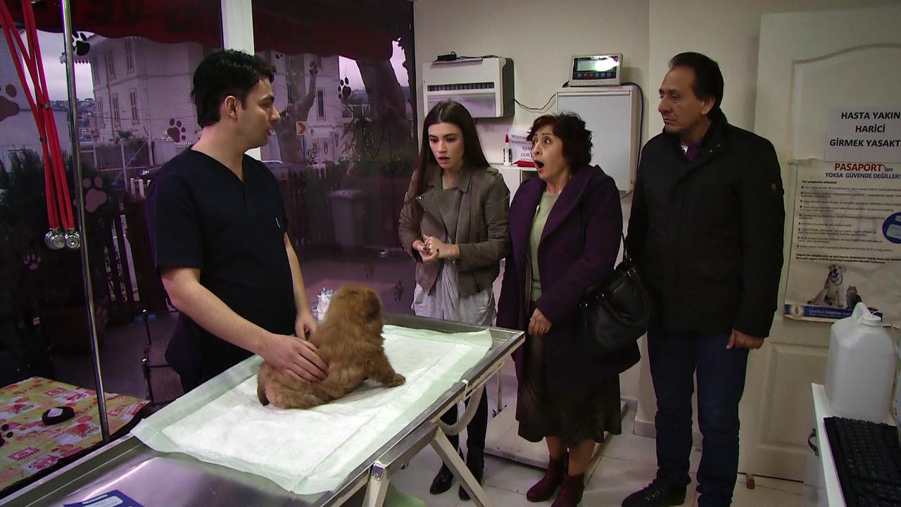 Köpek aldı, ayı çıktı!