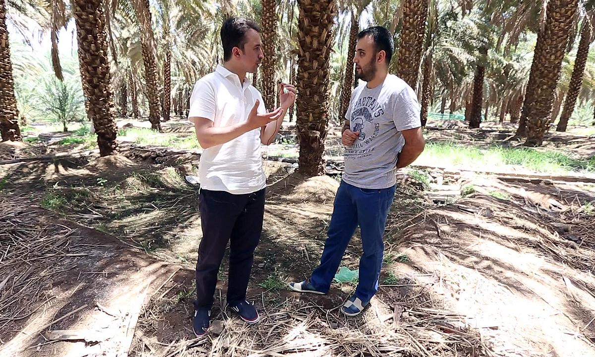 Fatih Savaş Kutsal Topraklarda - Medine hurma bahçesi ve hurmanın önemi