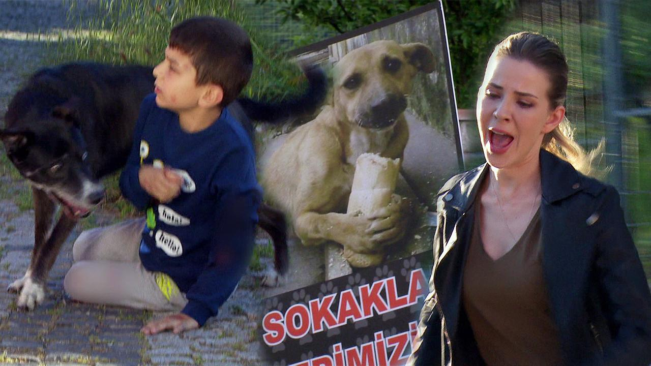 Selin hayvanseverlerle karşı karşıya!