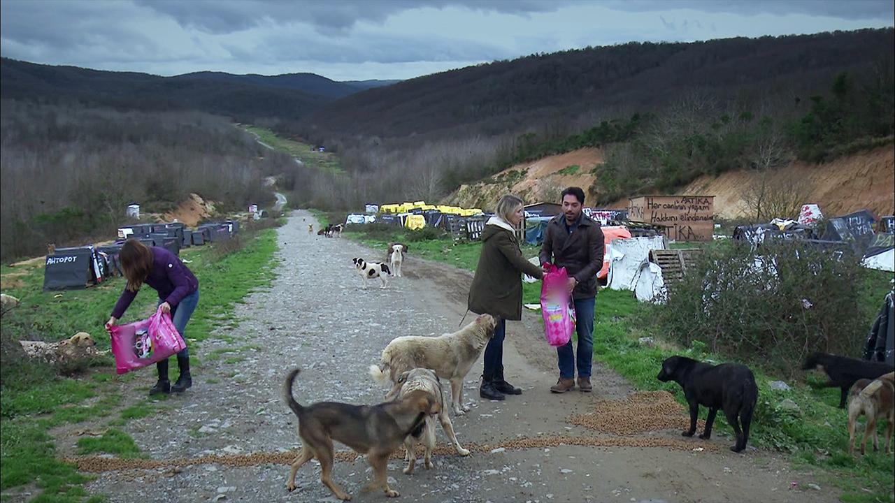 Satın alma, sahiplen!