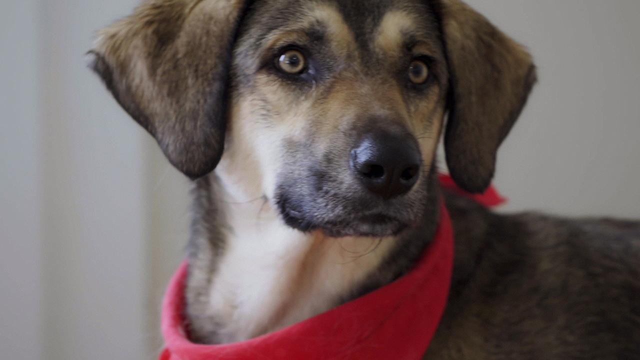 Hırhır'ın zorlu hayat hikayesi!