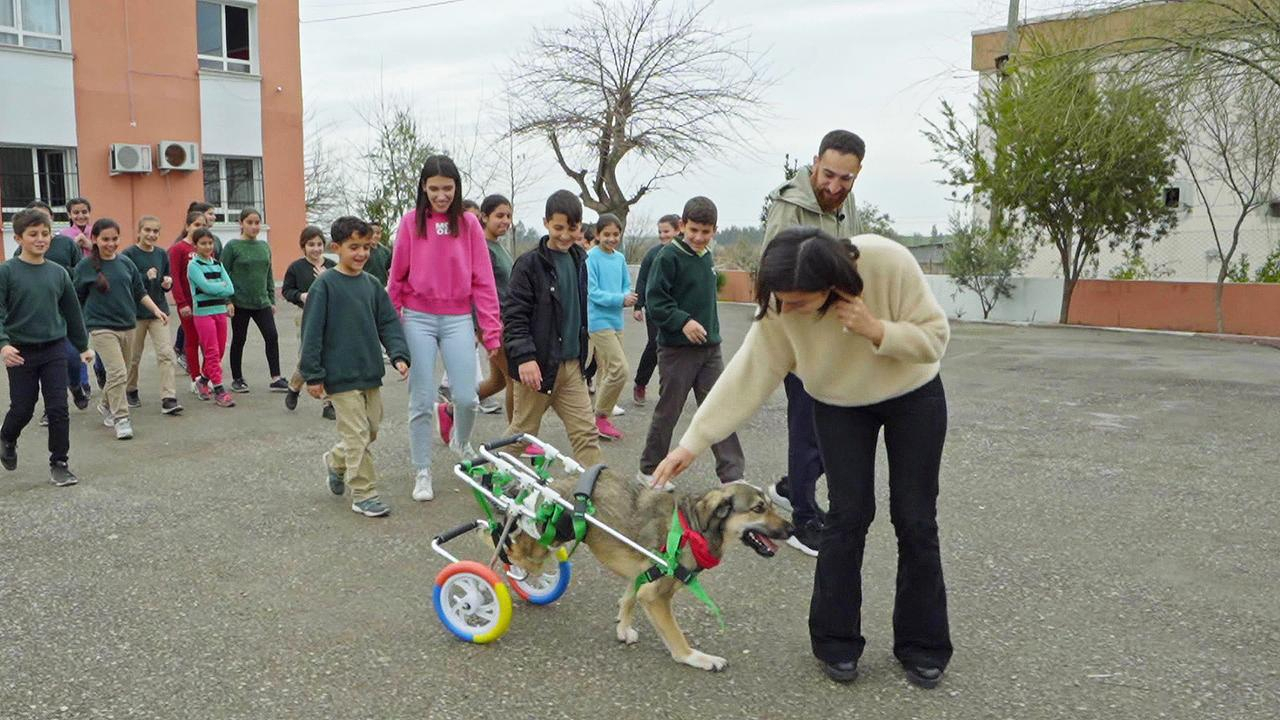 Özgür köpek Hırhır!