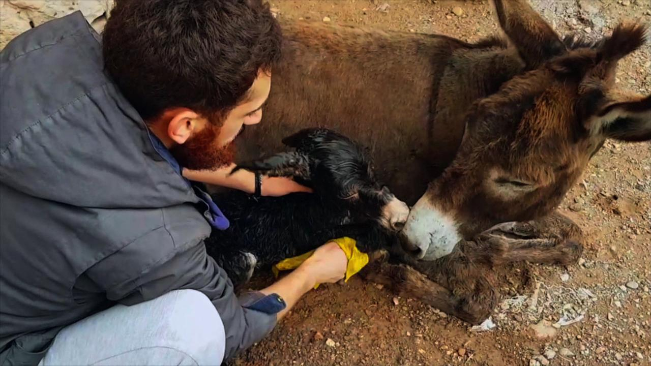 Eşek Yağmur evin bir ferdi!