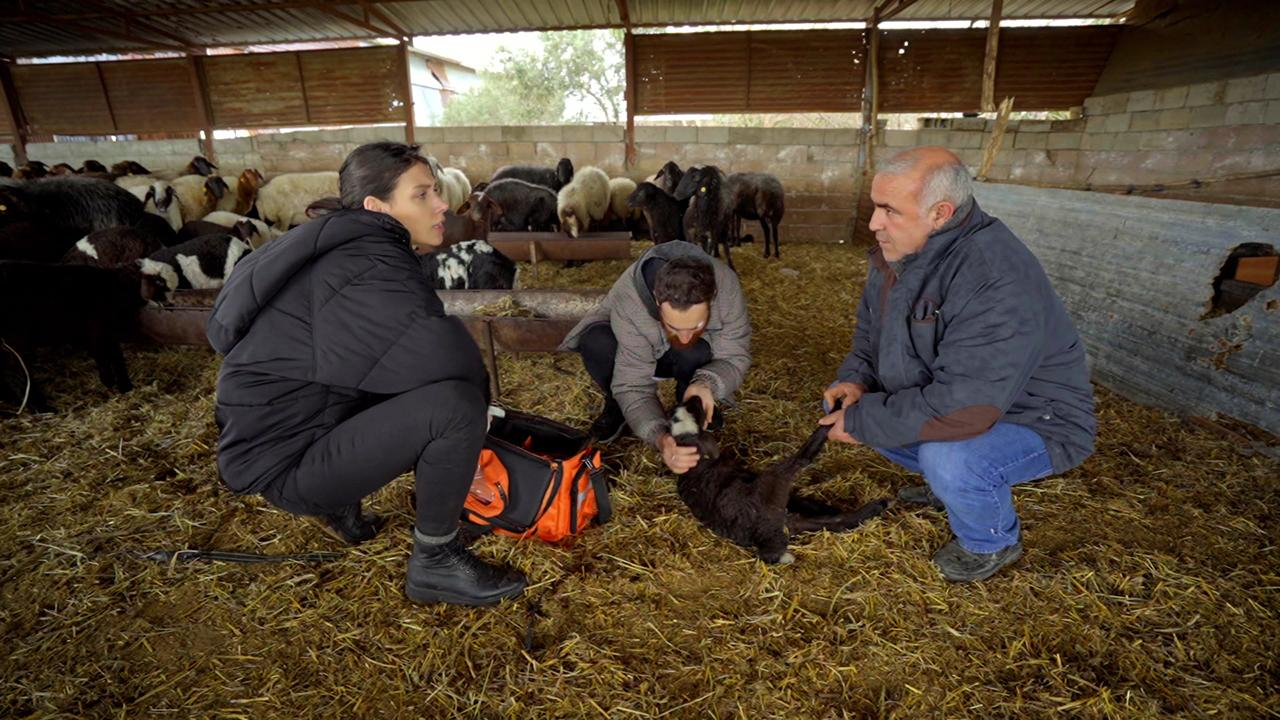Sürüsünden ayrı düşen Kara Kuzu!