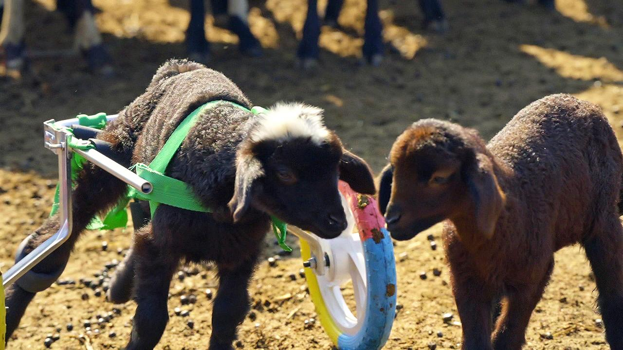 Kara Kuzu koşup, oynuyor!
