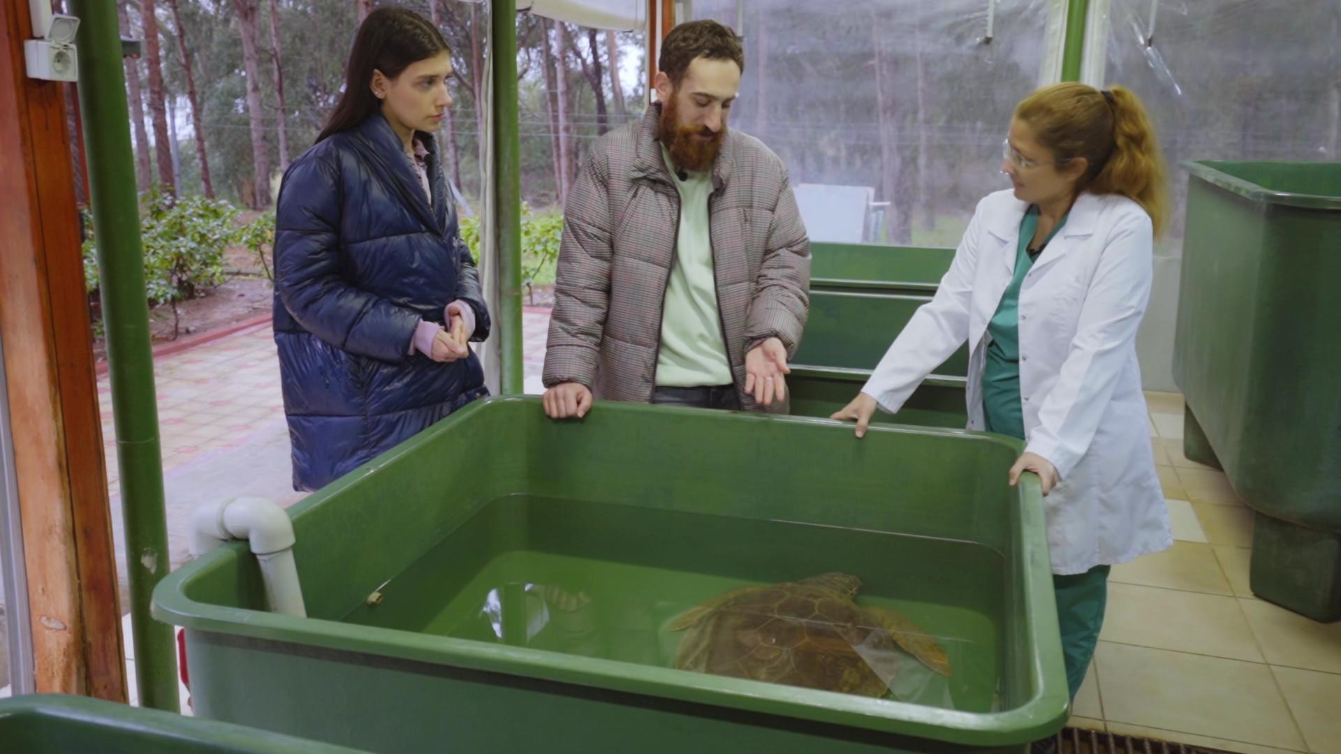 Caretta caretta Hayri için mücadele!