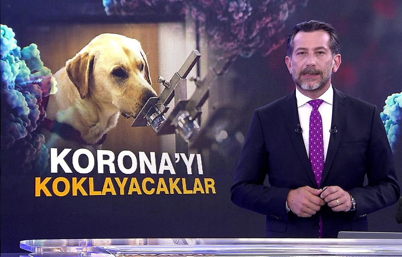 Köpekler Korona’yı koklayacak!