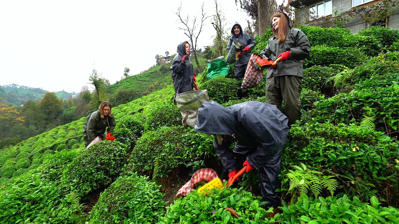 Rize'de çay toplama şenliği!