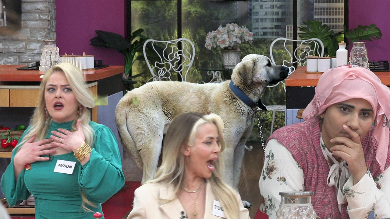 Cemile'nin köpeği ve korku dolu anlar!