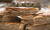 Çiğ Çörek tarifi