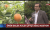 Ürünü elinde kalan çiftçi ağaçlarını kesti!