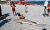 Son Dakika Haberleri: Ölü köpek balığı sahile vurdu | Video
