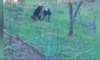 Köpeğe şiddete 3 yıl hapis istendi