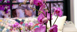 Orkide evde nasıl yetiştirilir?
