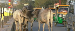 "Hindistan'da ineklere tapmıyorlar"
