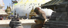 Maymunlar Tapınağı