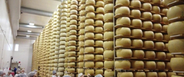 Dünyanın en çok tercih edilen peyniri… Parmaciano