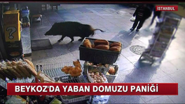 Beykoz'da yaban domuzu paniği!