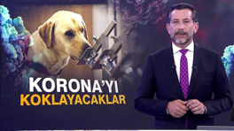 Köpekler Korona'yı koklayacak!