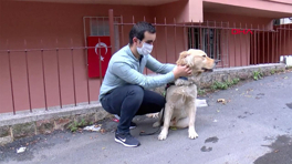 Görme engelli bireylerin can yoldaşı: Rehber Köpekler