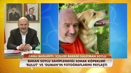 İçişleri Bakanı Süleyman Soylu: Emniyet ve Jandarma da hayvanlara şiddet birimi kurulacak!