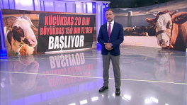 Küçükbaş 20 bin, büyükbaş 150 bin TL'den başlıyor!