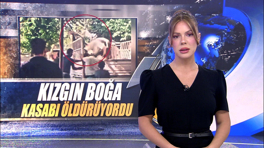 Kızgın boğa kasabı öldürüyordu!