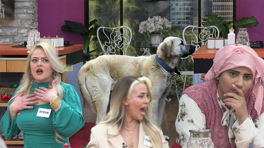Cemile'nin köpeği ve korku dolu anlar!
