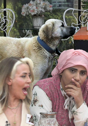 "Cemile'nin köpeği, ayakkabımı parçaladı!"