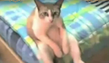 Kibariyenin sesinini kaldıramayan canlılar