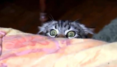 Hayvanların Operaya tepkisi