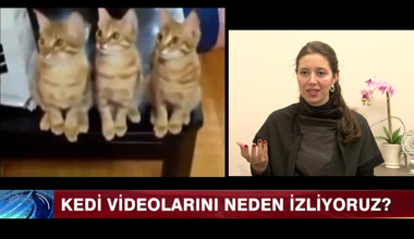 Kedi sevgisi