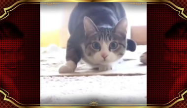 Sevimli hayvanlar Hakan Altun'un kliplerinde oynarsa