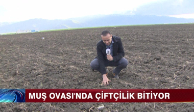 Muş Ovası'nda çiftçilik bitiyor!