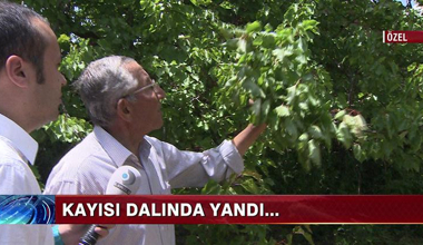 Kayısı dalında yandı!