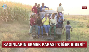 Karaağaç Kadınlarının ''Acı'' Mesaisi!