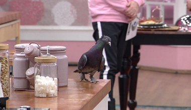 Mutfağın davetsiz misafiri!