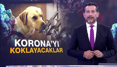 Köpekler Korona'yı koklayacak!