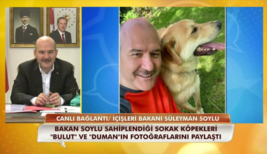 İçişleri Bakanı Süleyman Soylu: Emniyet ve Jandarma da hayvanlara şiddet birimi kurulacak!