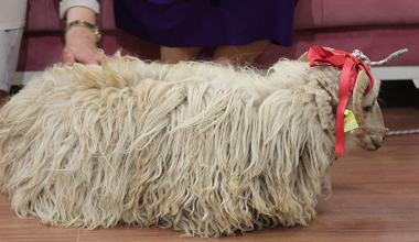 Stüdyonun yaşam "Koç"u!