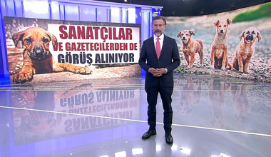 Sokak köpekleri için sanatçılar ve gazetecilerden de görüş alınıyor!